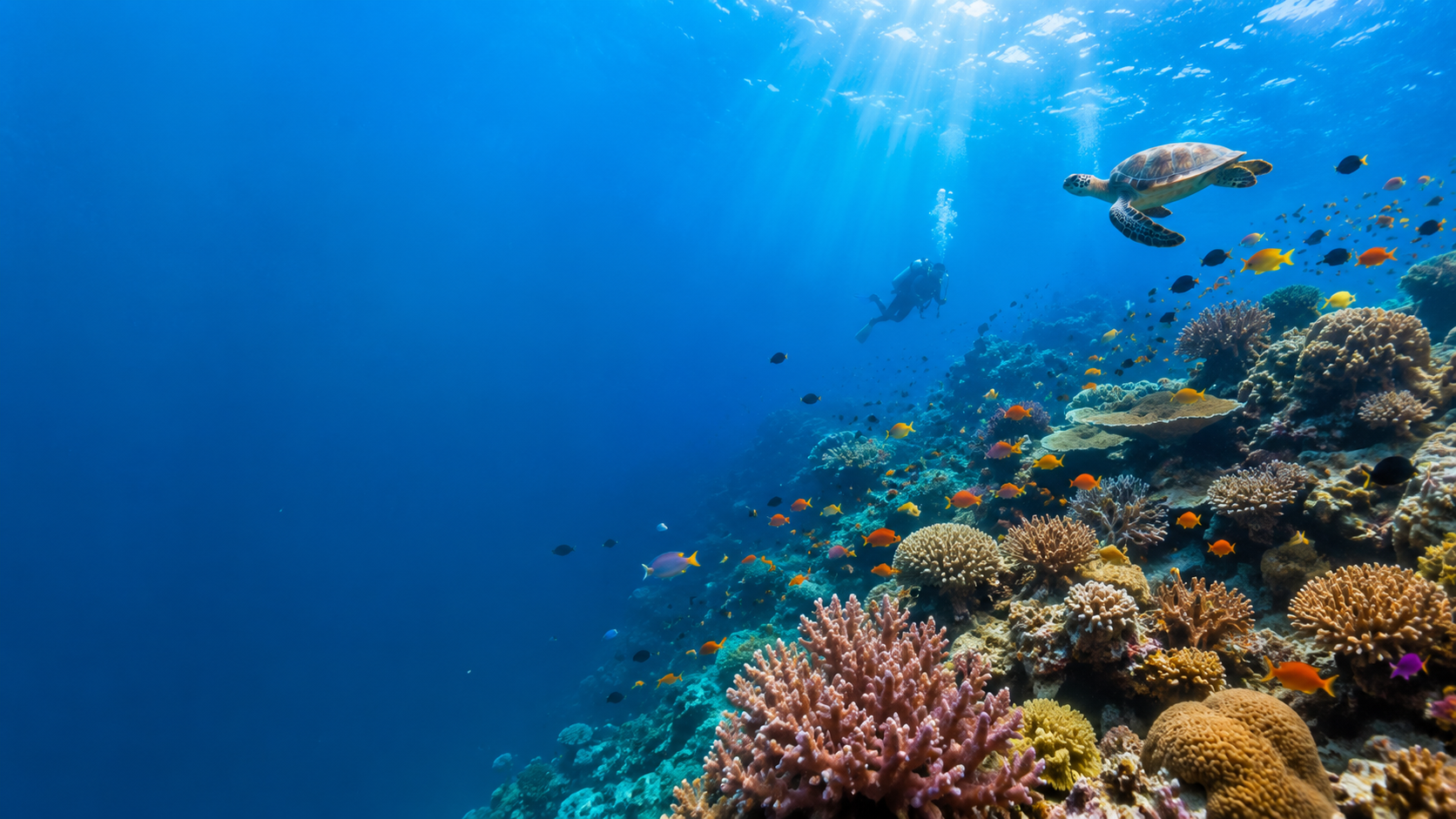 Scuba diver exploring a living coral reef